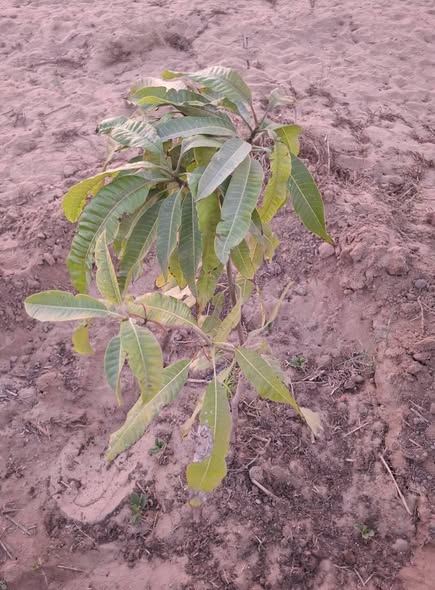 الورق عندي علي شجر المانجو بيتحرق من الاطراف مزروع من عشر شهور